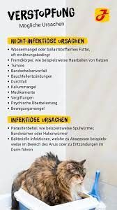 Jedem dritten kind fehlt diese wichtige soziale ei Verstopfung Bei Katzen So Helfen Sie Ihrem Stubentiger