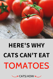 The sauce can be eaten without having to further cook it. Can Cats Eat Tomatoes Tomato Eat Delicious Vegetables