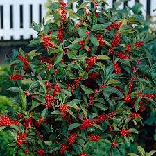 Browse our excellent selection of berry plants & more. Winter Red Winterberry Hollies For Sale Fastgrowingtrees Com