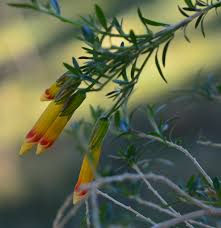 Image result for Cantua