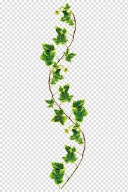 Ivy Leaf Common Ivy Vine Plant Flower Plant Stem Vitis Vascular Plant Transparent Background Png Clipart Vine Drawing Plants Plant Drawing