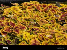 Image result for Coleus guerkei
