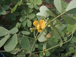 Image result for Senna obtusifolia