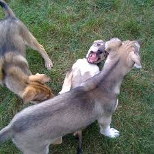 Huskies are best known for being playful, athletic, and hairy. Siberian Husky German Short Haired Pointer Puppies Mixed Breed Dogs Puppy Mix German Short Haired Pointer Puppy