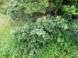 Image result for Searsia tomentosa