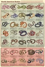 Laminated North American Snakes Poster 24x36