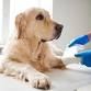 Devizes - Dog First Aid Training- 29th November event image