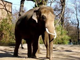 Elephant Zoo Jpg Zoo Bronx Zoo Zoo Animals