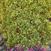 It is considered a broadleaf evergreen shrub. Https Encrypted Tbn0 Gstatic Com Images Q Tbn And9gct 4 Xo53i1z89fnvuvdn9rj186yye82rtut4xjlvy Usqp Cau