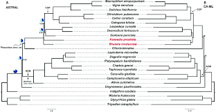 Image result for Platysepalum