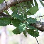 Image result for Maranthes floribunda