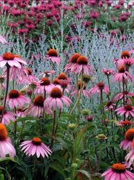 Image result for Echinacea purpurea `Magnus`