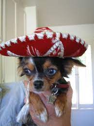 Unsettling News From Egypt Cute Chihuahua Dog With Hat Chihuahua Love