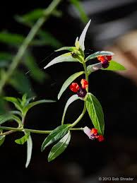 Zij kunnen op hun beurt van jouw tuin meegenieten en op jouw foto's reageren. Cuphea Llavea Bat Faced Cuphea Bat Flower False Heather Red Cuphea North Carolina Extension Gardener Plant Toolbox