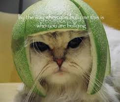 Image result for lolcats