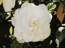 How To Raise Gardenias In Pots 6 Check Leaves Regularly For Spider Mites Whiteflies And Other Pests If You Gardenia Plant Gardenia Trees Growing Gardenias