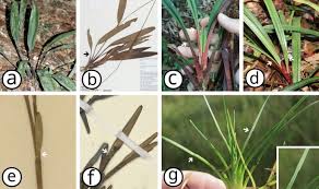 Image result for Hypolytrum goetghebeur