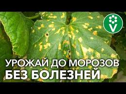 сад огород своими руками огурцы от а до я Kak Ya Spas Ogurcy Ot Peronosporoza Bez Chudo Sredstv A Dostupnymi Produktami Youtube V 2020 G Organicheskoe Sadovodstvo Sadovye Vrediteli Ogorod