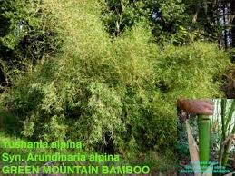 Image result for Oldeania alpina