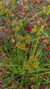 Image result for Eragrostis congesta