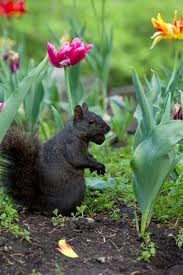 Maybe you would like to learn more about one of these? Protecting Bulbs Keeping Rodents Away From Flower Bulbs