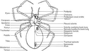 I have heard stories of the camel spiders jumping 5' in the air and so forth but i have only seen a few of these things, and seeing is believing. Spiders Arachnida Araneae Springerlink