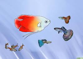 Denn wann dein hund letztendlich ausgewachsen ist, hängt insbesondere von der größe und der rasse deines vierbeiners ab. Guppies Zuchten 11 Schritte Mit Bildern Wikihow