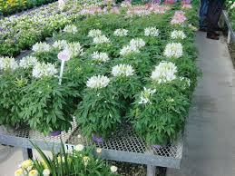Image result for Cleome bororensis