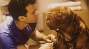 Tv adaptation of the 1989 film 'turner and hooch'. Turner Hooch First Look At The Dogs That Will Play Hooch In Disney Reboot Deadline