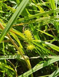 Image result for Lipocarpha nana