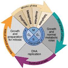 Cell Cycle Cell Cycle Mitosis Biology Classroom