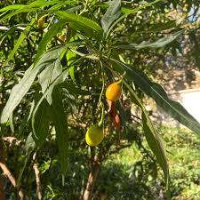 Image result for Amblygonocarpus