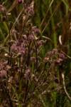 Image result for Blumea axillaris