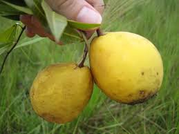 Image result for Landolphia lanceolata