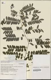 Image result for Ophrestia