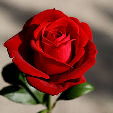 Pin On Flowers Roses