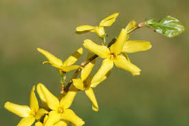 Image result for Oleaceae