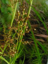 Image result for Scleria