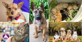 Pound puppy rescue is a 501 (c)3 nonprofit founded in 2001. Home Furry Friends Rescue Dog Cats Adoption Fostering In San Francisco Bay Area