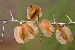 Image result for Phaeoptilum