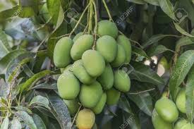 Luckily, exotic fruit trees can be sourced locally from the nurseries listed below. Mango Trees In The Genus Mangifera A Tropical Fruit Tree In Stock Photo Picture And Royalty Free Image Image 95730307