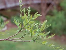 Image result for Vepris drummondii