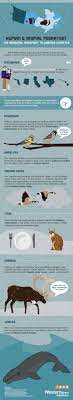 Human Animal Migration Infographic Migrations Animals Human