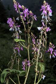 Image result for Desmodium intortum