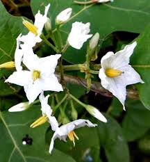 Image result for Solanum torvum