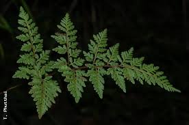 Image result for Cheilanthes involuta