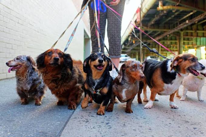 Dog walker with golden retriever