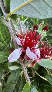 Image result for Fadogia variifolia
