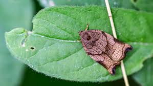 Image result for Archips podanus