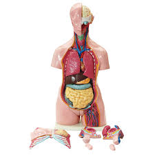 Discover the muscle anatomy of every muscle group in the human body. China Wholesale Human Anatomical Torso 85cm Model Dual Sex Anatomical Human Torso Model China Human Torso Model Human Anatomy Torso Model